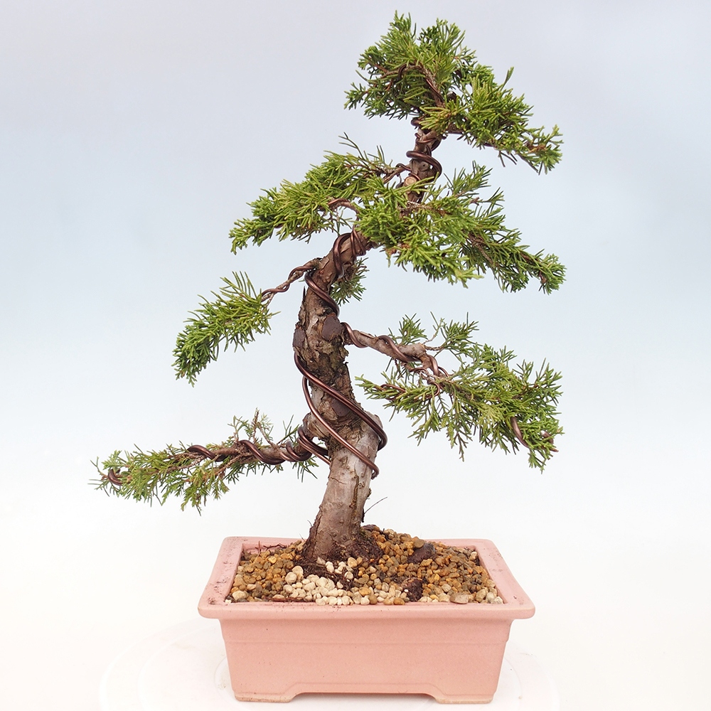 Bonsai da esterno - Juniperus chinensis Itoigawa