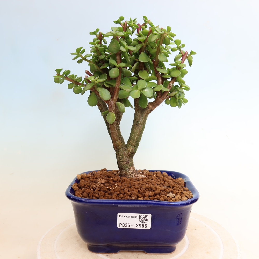 Camera bonsai - Portulakaria Afra - Tlustice