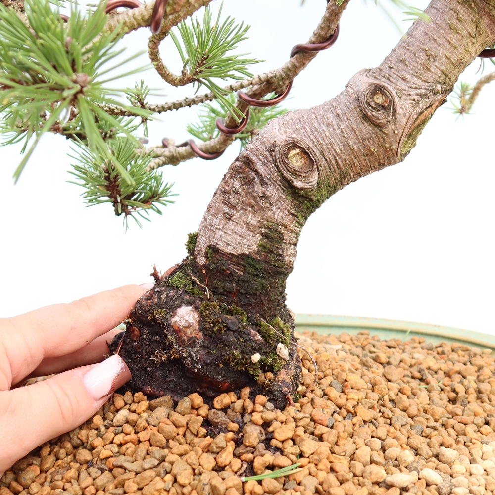 Bonsai da esterno - Pinus mugo Humpy  - Pino mugo