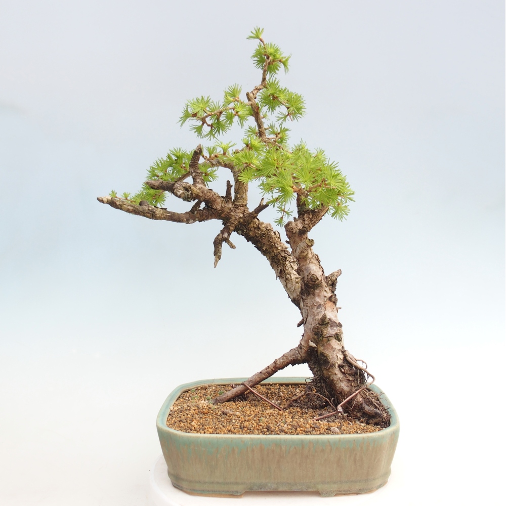Bonsai da esterno -Larix decidua - Larice - Solo trasporto su pallet