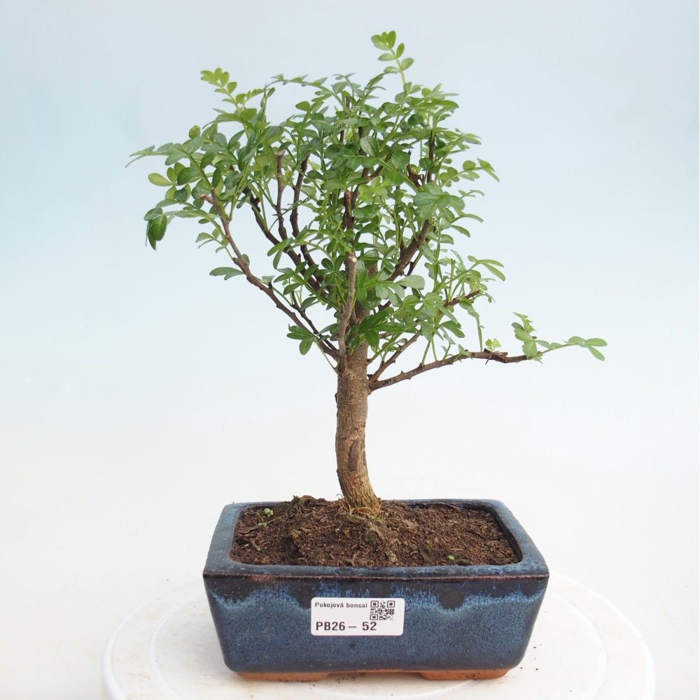 Camera bonsai - Zantoxylum piperitum - albero del pepe