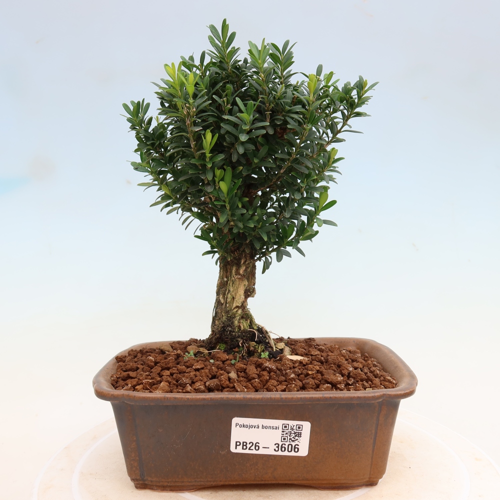 Camera bonsai - Buxus harlandii - buxus da sughero