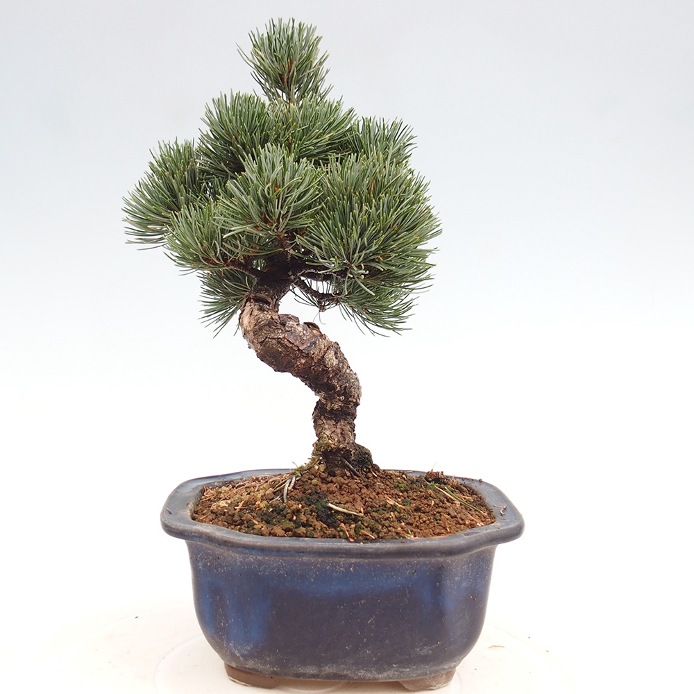 Bonsai da esterno - Pinus parviflora - Pinus parviflora