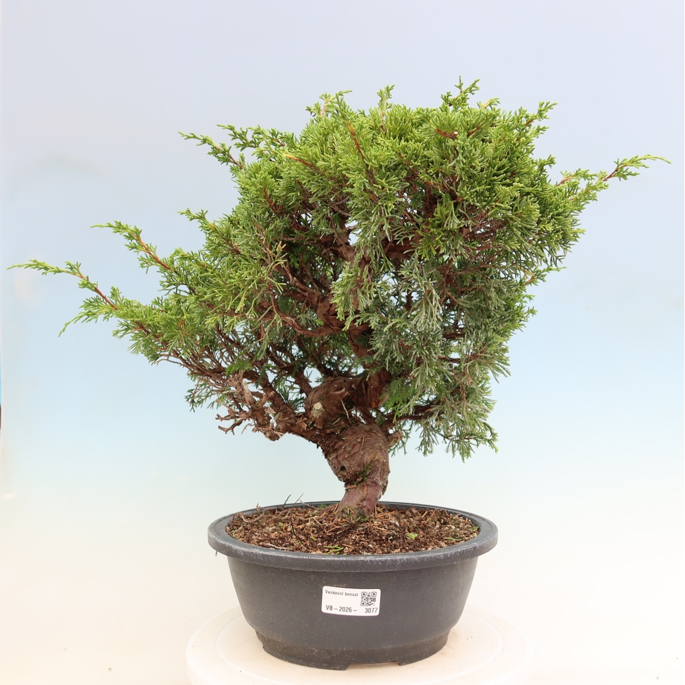 Bonsai da esterno - Juniperus chinensis Itoigawa-Juniperus chinensis