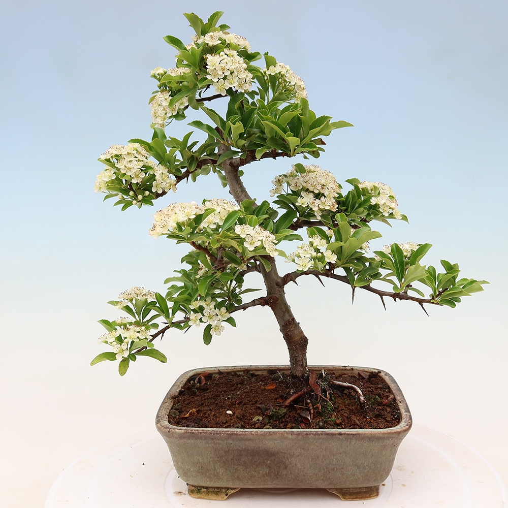 Bonsai da esterno - Pyracantha teton - Pyracantha scarlatta