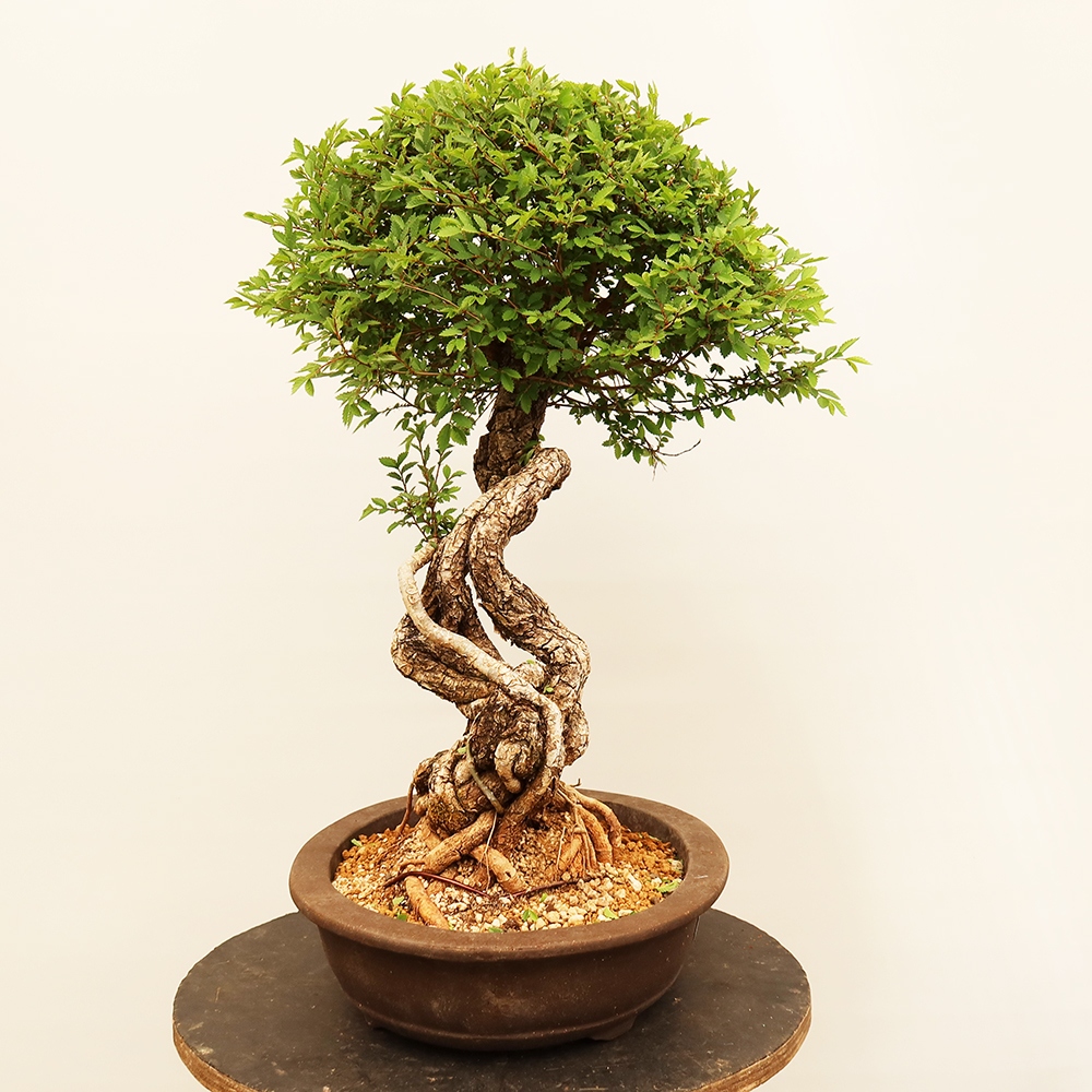 Bonsai da esterno - Zelkova - Zelkova NIRE