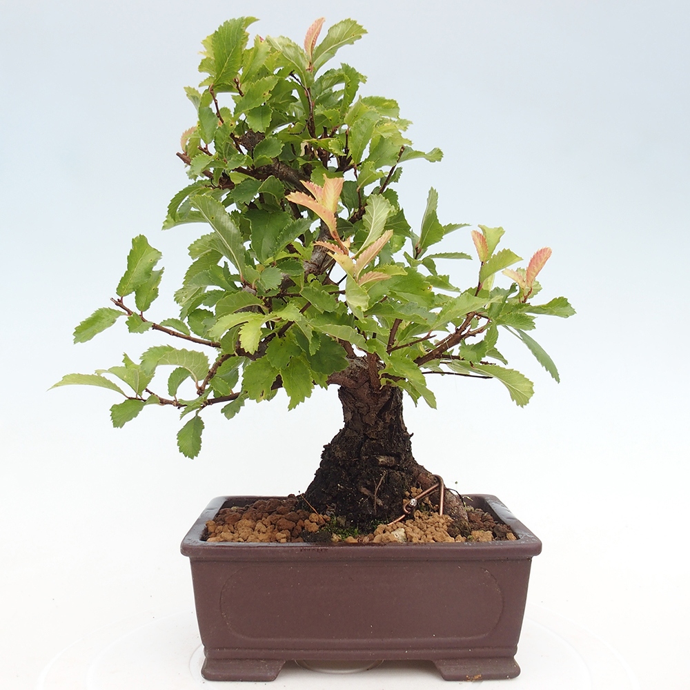 Bonsai da esterno - Zelkova - Zelkova NIRE