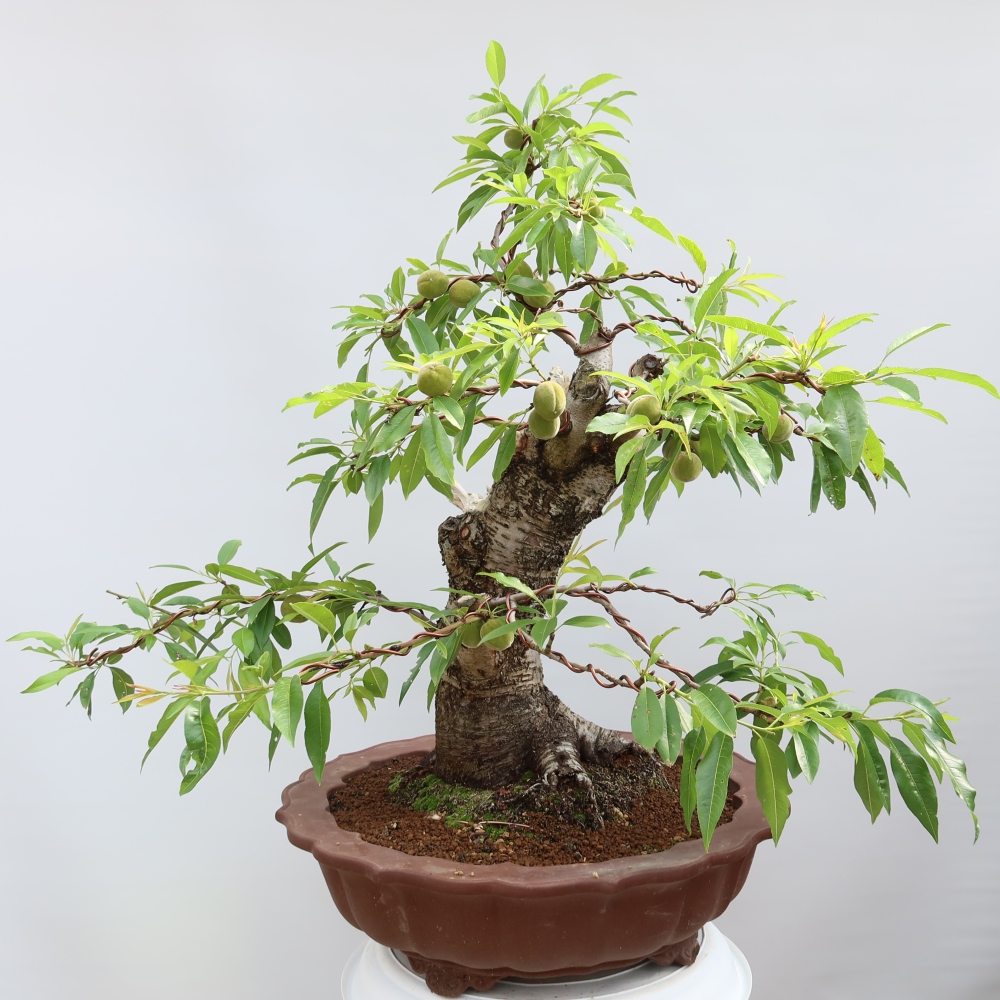 Bonsai da esterno - Prunus dulcis – Mandorlo comune