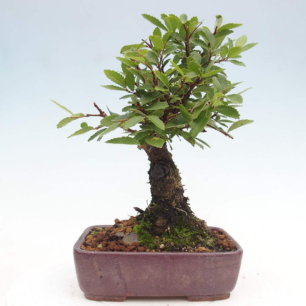 Bonsai da esterno - Zelkova - Zelkova NIRE