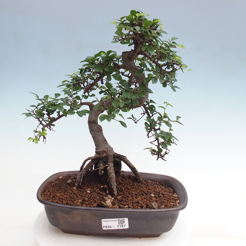 Camera bonsai - Ulmus parvifolia - Olmo a foglie piccole