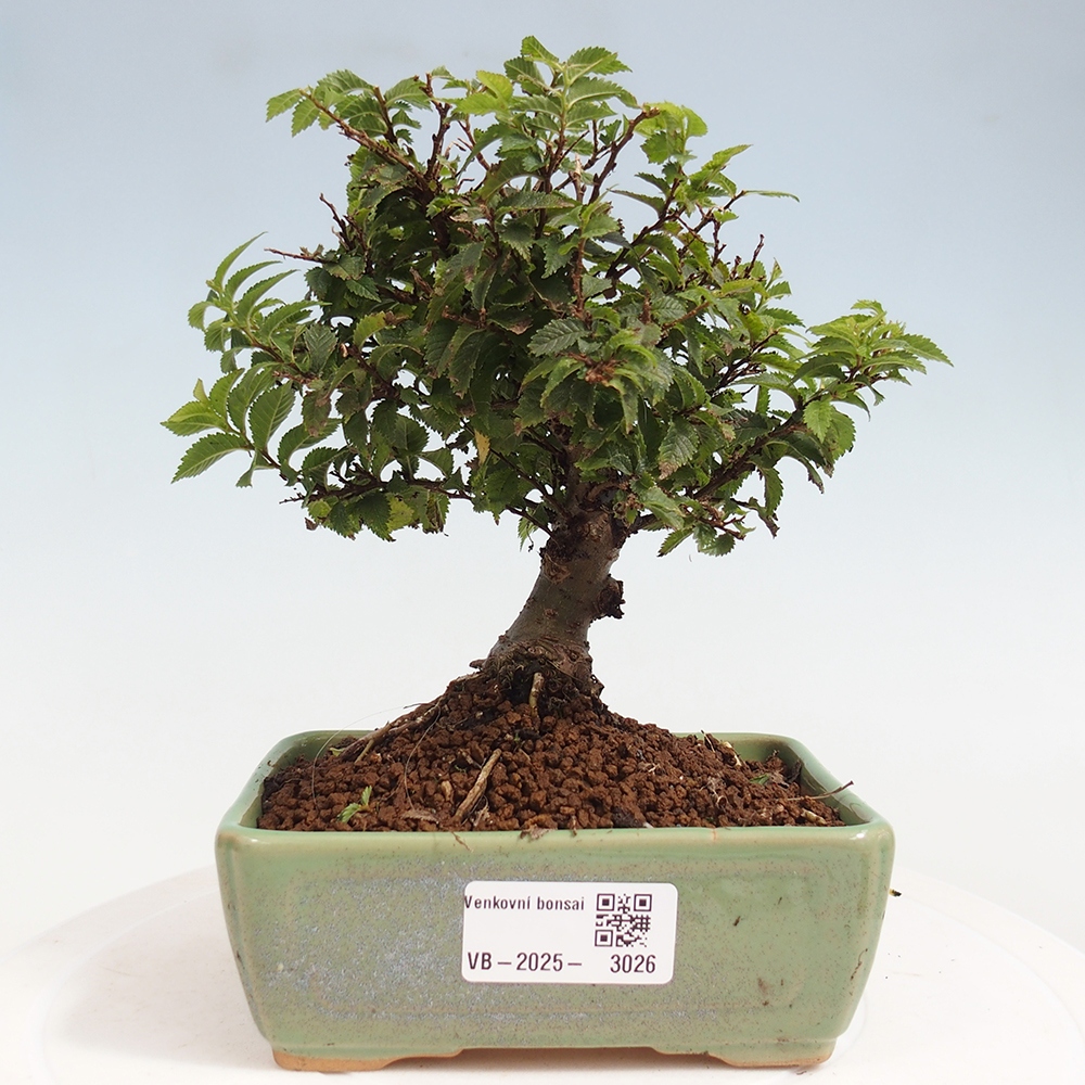 Bonsai da esterno - Ulmus parvifolia Sagei - Olmo a foglie piccole