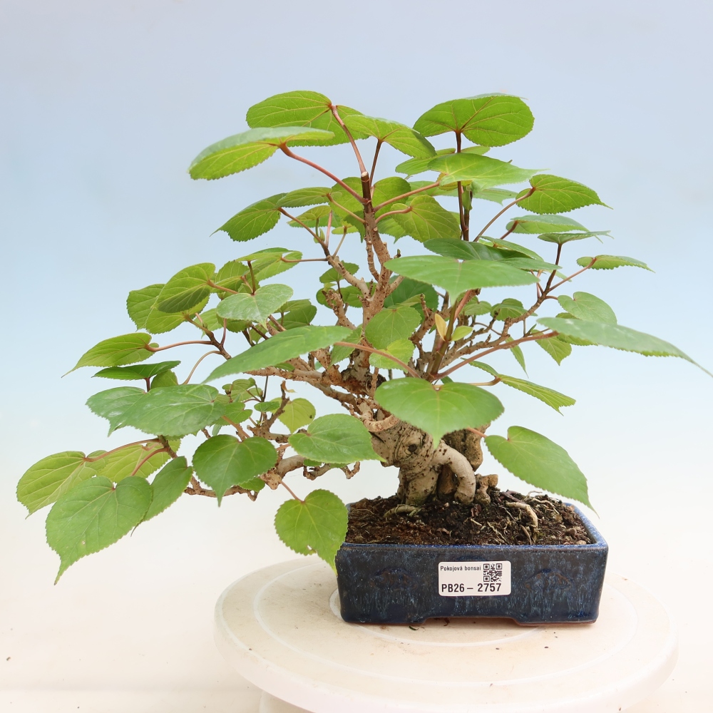 Bonsai da interno - Hibiscus tiliaceus - Ibisco marino