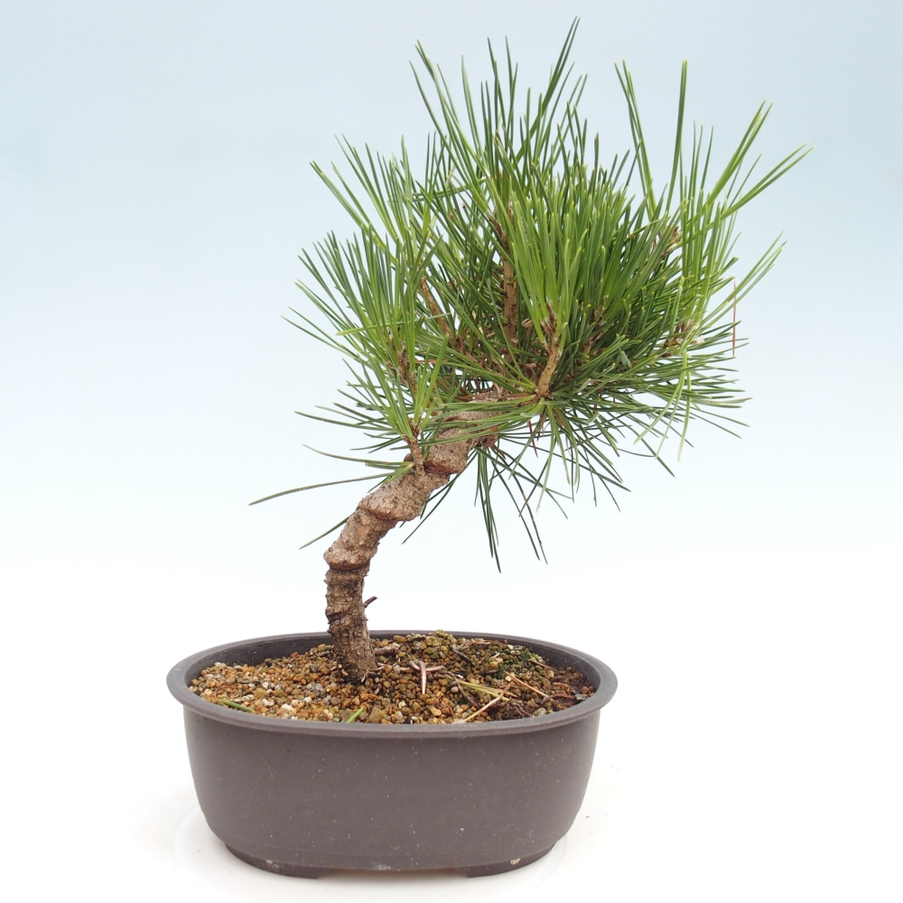 Bonsai da esterno - Pinus thunbergii - Pino di Thunberg