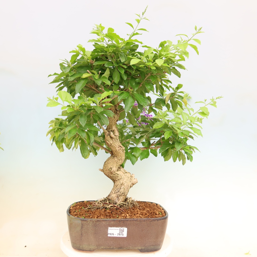 Camera bonsai - Duranta erecta Aurea