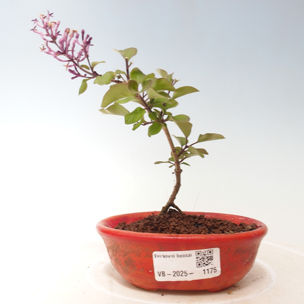 Bonsai da esterno - Syringa Meyeri Palibin - Lillà di Meyer