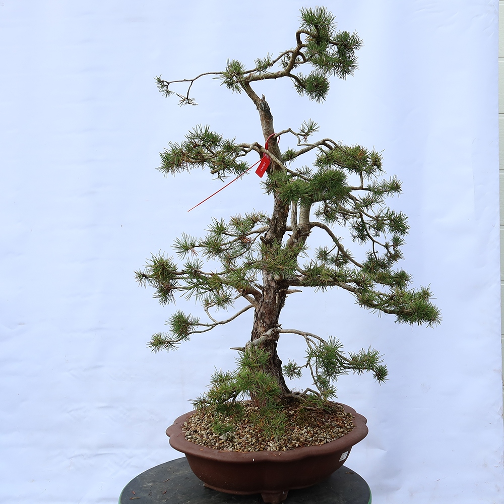 Pinus sylvestris Spagna - pino silvestre