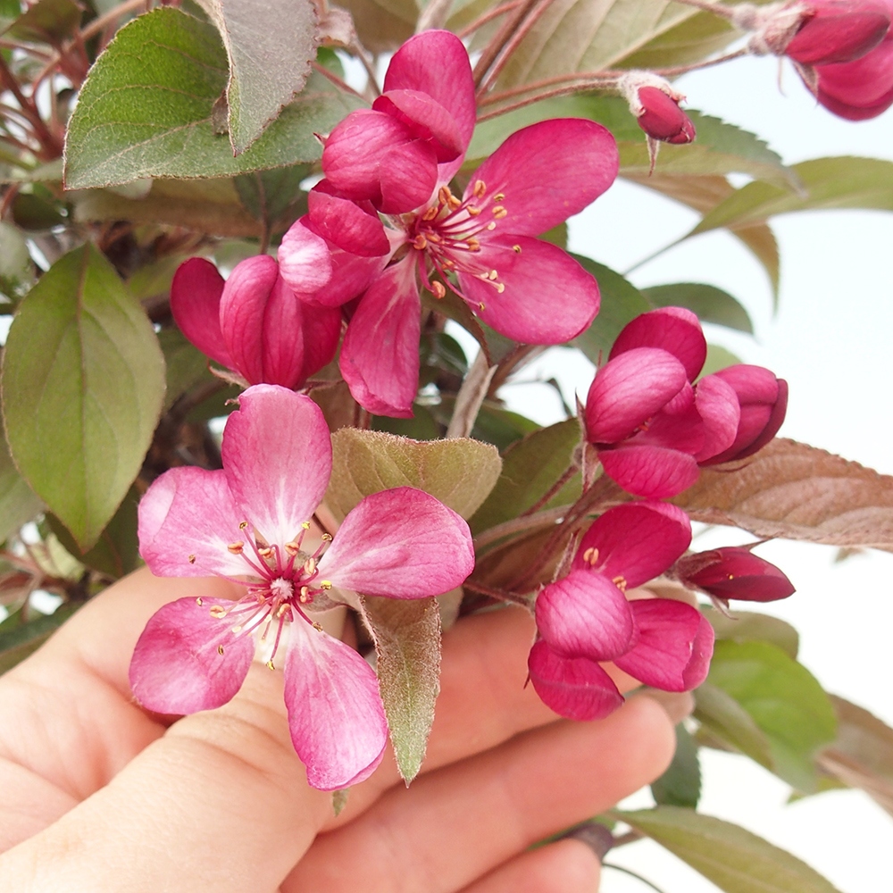 Bonsai da esterno -Malus domestica - Melo a piccoli frutti a foglie rosse