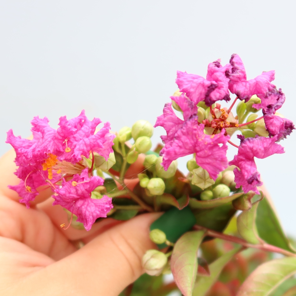 Bonsai da interno - Lagerstroemia indica - lillà indiano