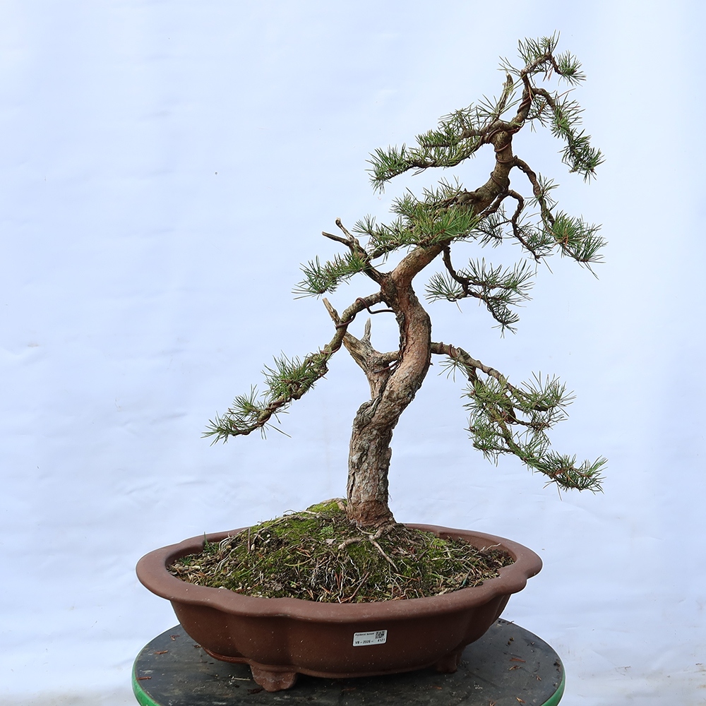 Pinus sylvestris Spagna - pino silvestre
