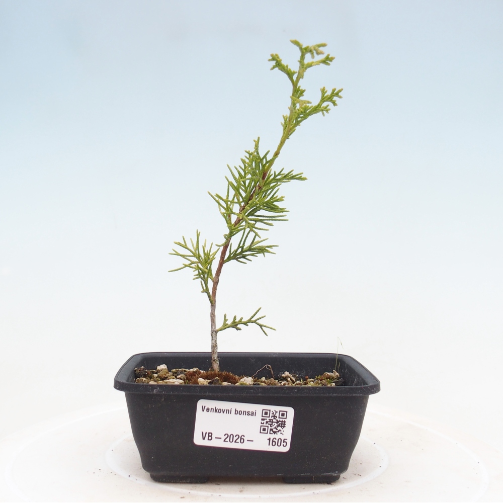 Bonsai da esterno - Juniperus chinensis Itoigawa