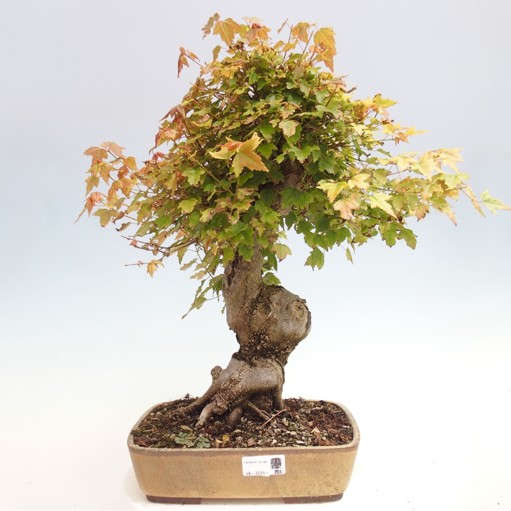 Bonsai da esterno - Acer Buergerianum - Acero di Burger