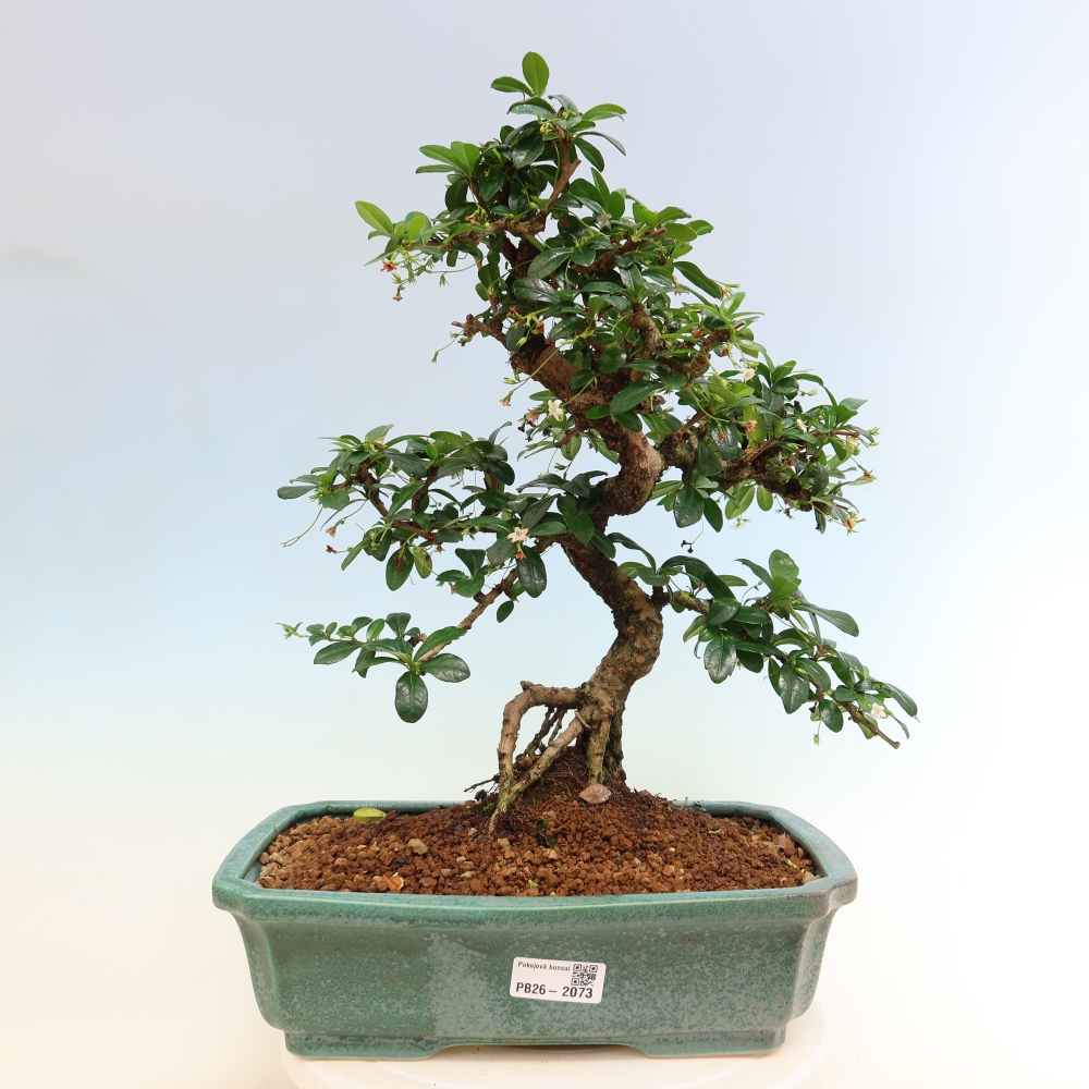 Camera bonsai - Carmona macrophylla - Tea fuki
