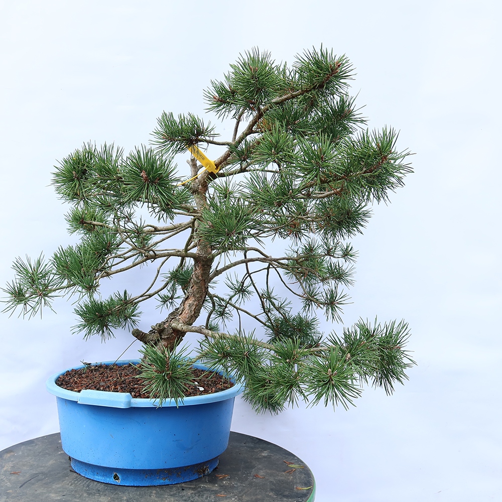 Pinus sylvestris Spagna - pino silvestre