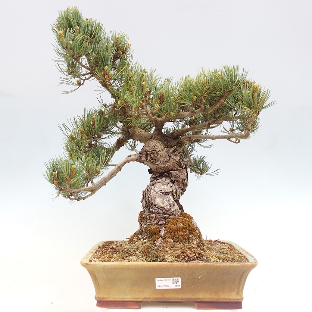 Bonsai da esterno - Pinus parviflora - Pinus parviflora