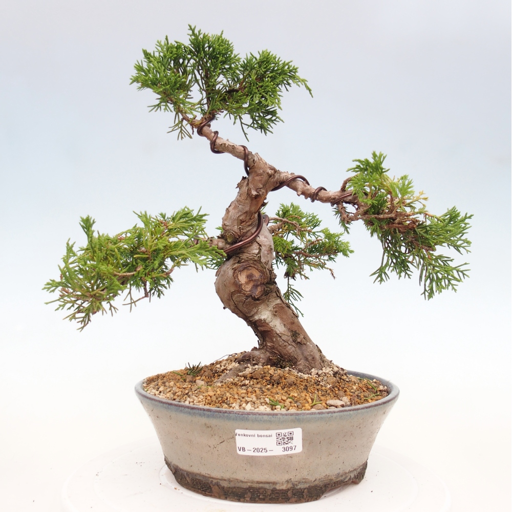 Bonsai da esterno - Juniperus chinensis Itoigawa