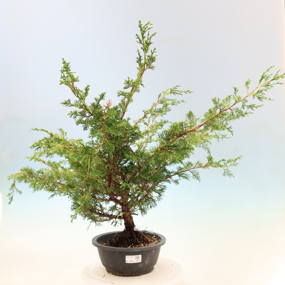 Bonsai da esterno - Juniperus chinensis Itoigawa