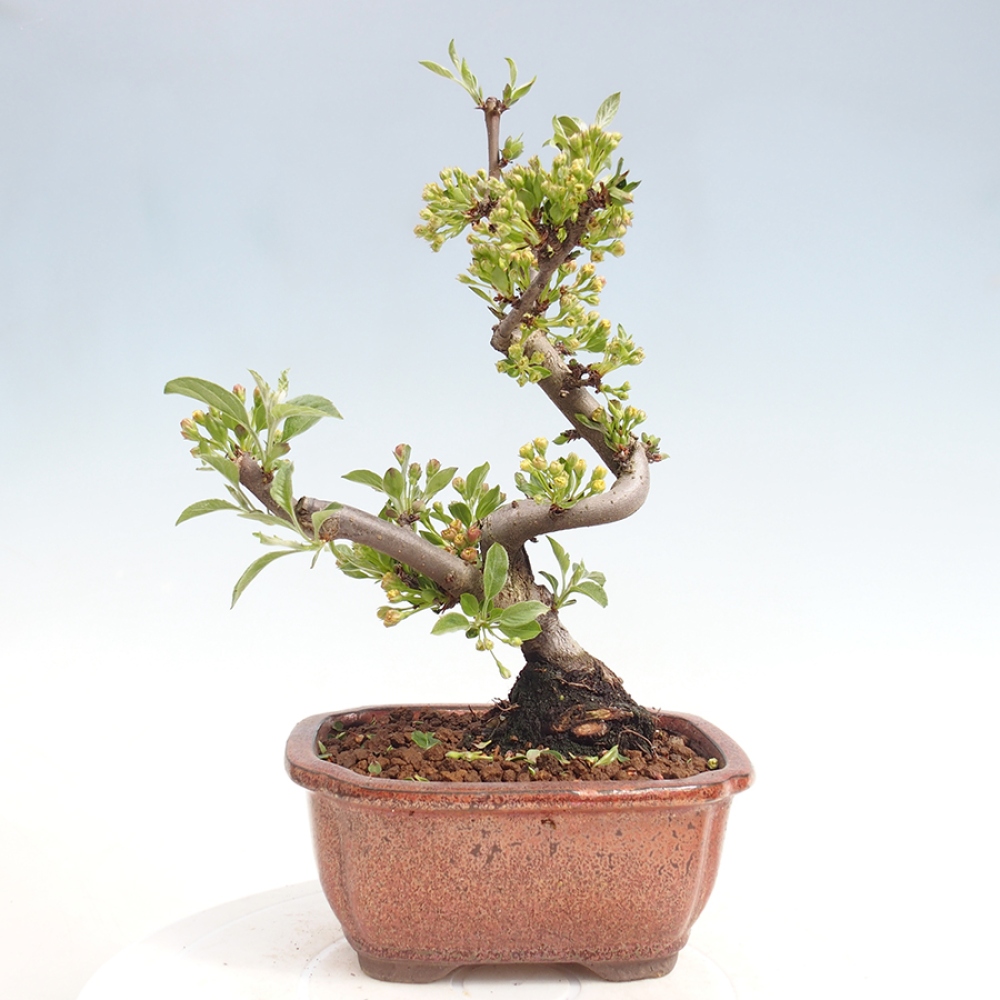 Bonsai da esterno - Malus sargentii - Melo a frutto piccolo