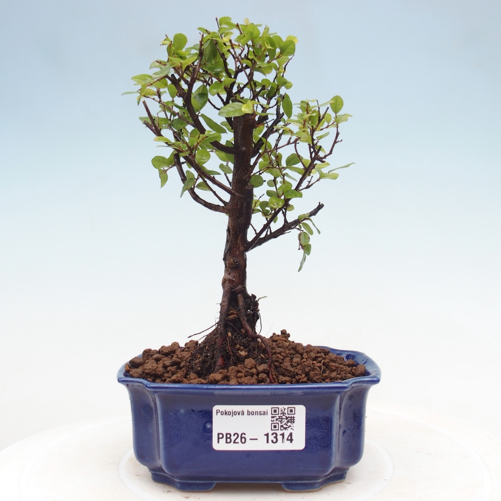 Camera bonsai - Sageretia thea - Sageretia thea