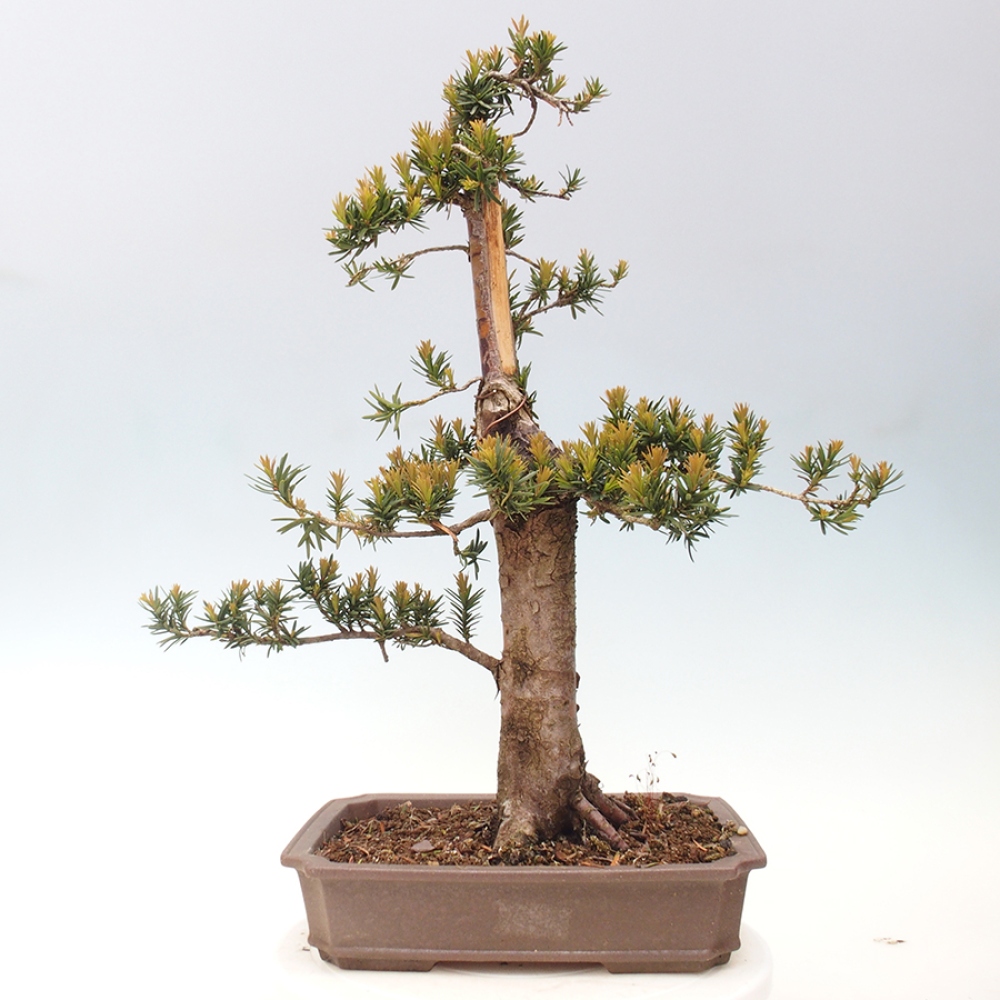 Bonsai da esterno - Taxus cuspidata - Tasso giapponese