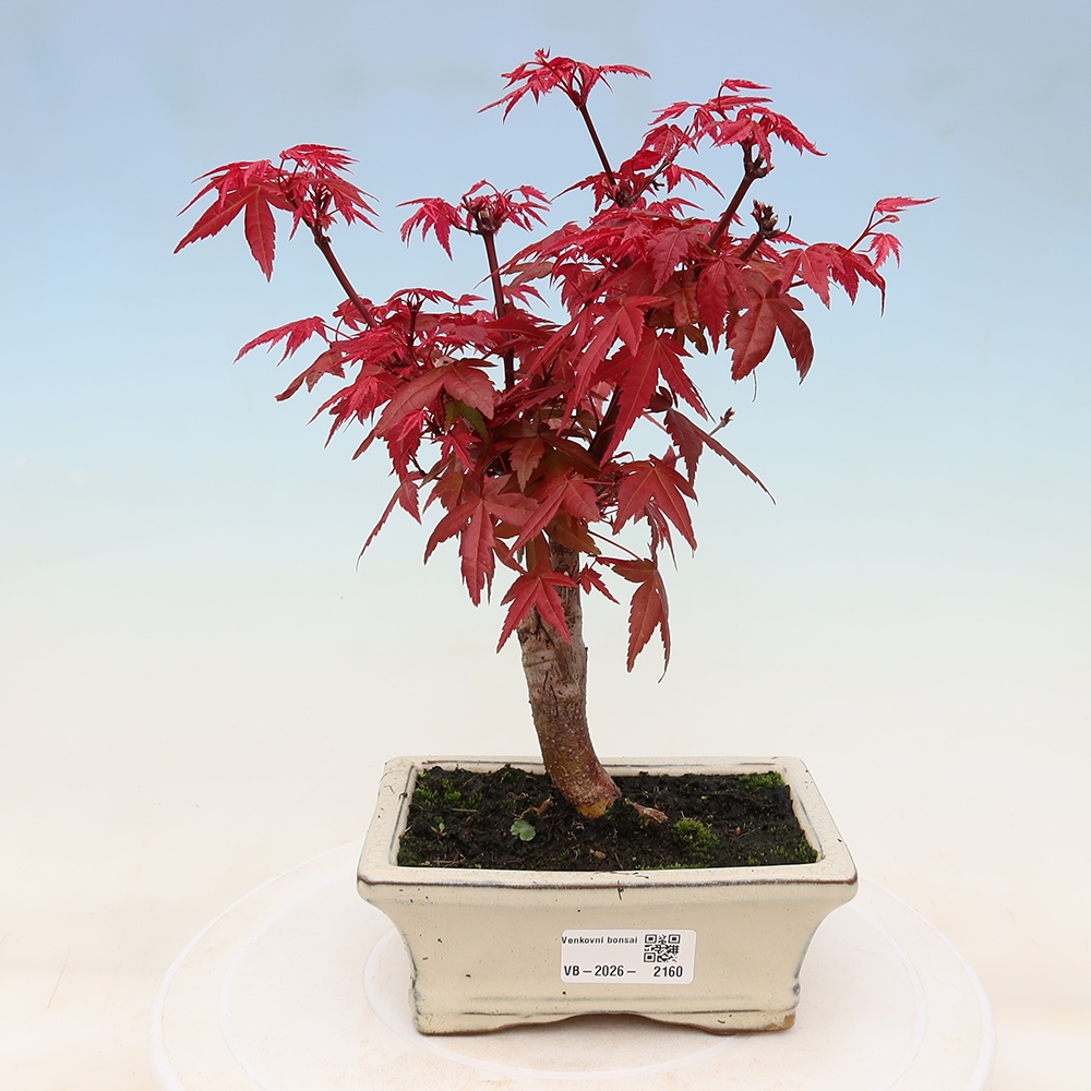 Bonsai da esterno - Acer palmatum DESHOJO