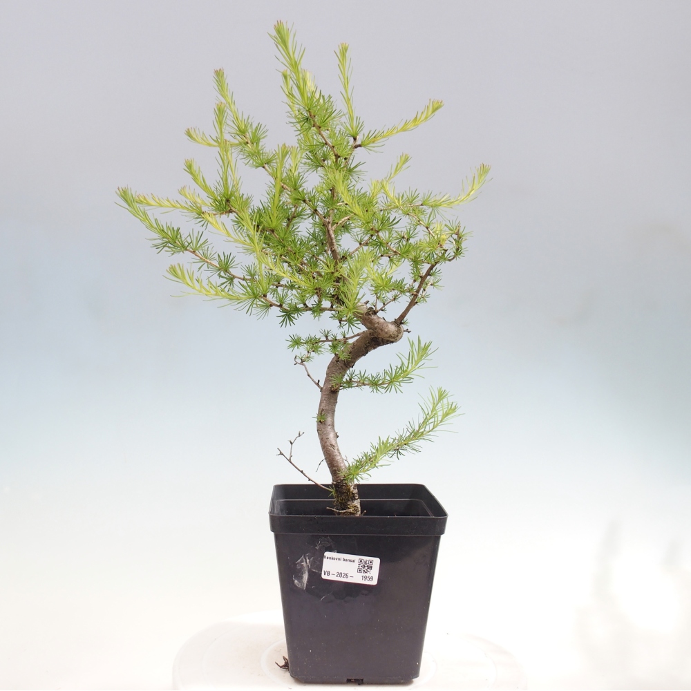 Bonsai da esterno -Larix decidua - Larice