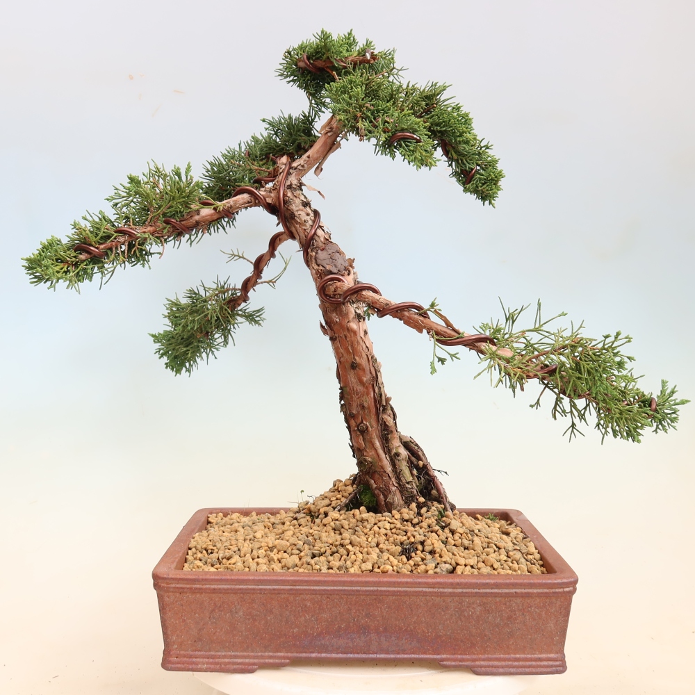 Bonsai da esterno - Juniperus chinensis Kishu