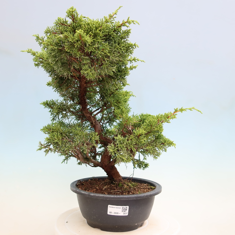 Bonsai da esterno - Juniperus chinensis Itoigawa-Juniperus chinensis
