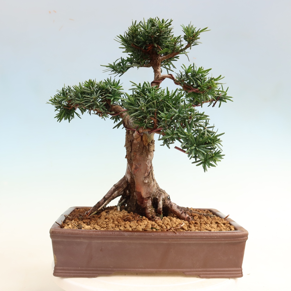 Bonsai da esterno - Taxus cuspidata - Tasso giapponese