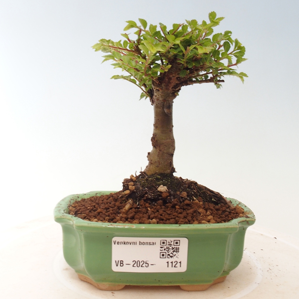 Bonsai da esterno - Ulmus parvifolia Sagei - Olmo a foglie piccole