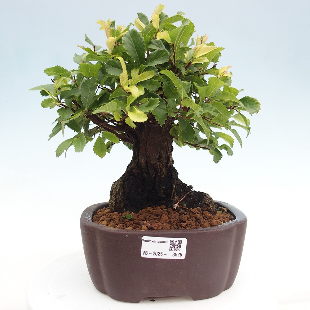 Bonsai da esterno - Zelkova - Zelkova NIRE