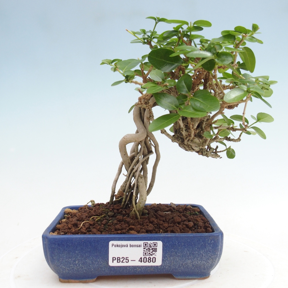 Bonsai da interno - Premna serratifolia - Kozlovna malolista