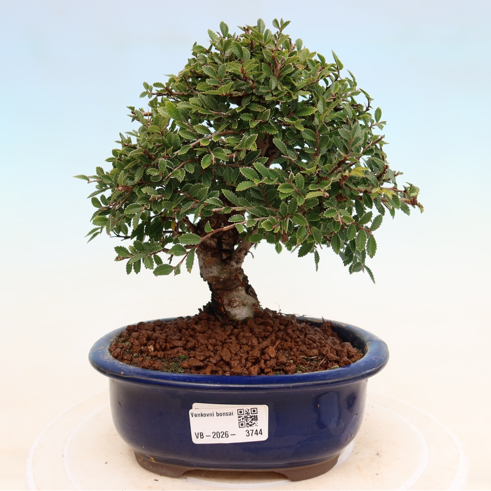 Bonsai da esterno - Zelkova - Zelkova NIRE