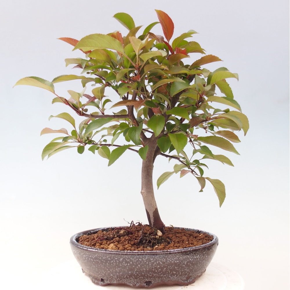 Bonsai da esterno -Malus domestica - Melo a piccoli frutti a foglie rosse