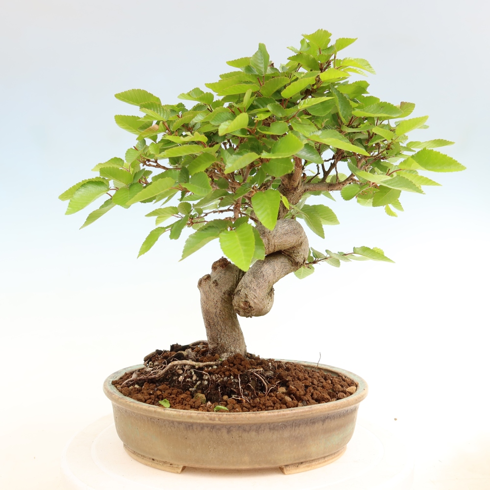 Bonsai da esterno -Carpinus Coreana - Carpino coreano