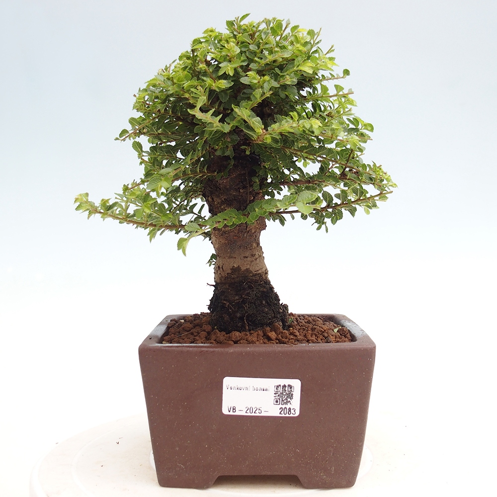 Bonsai da esterno - Ulmus parvifolia Hokkaido - Olmo cinese