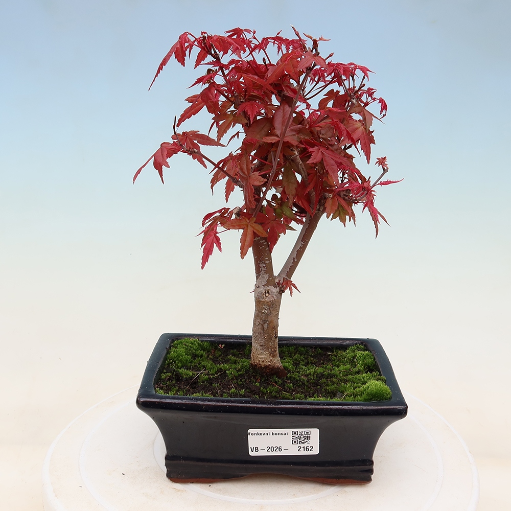 Bonsai da esterno - Acer palmatum DESHOJO