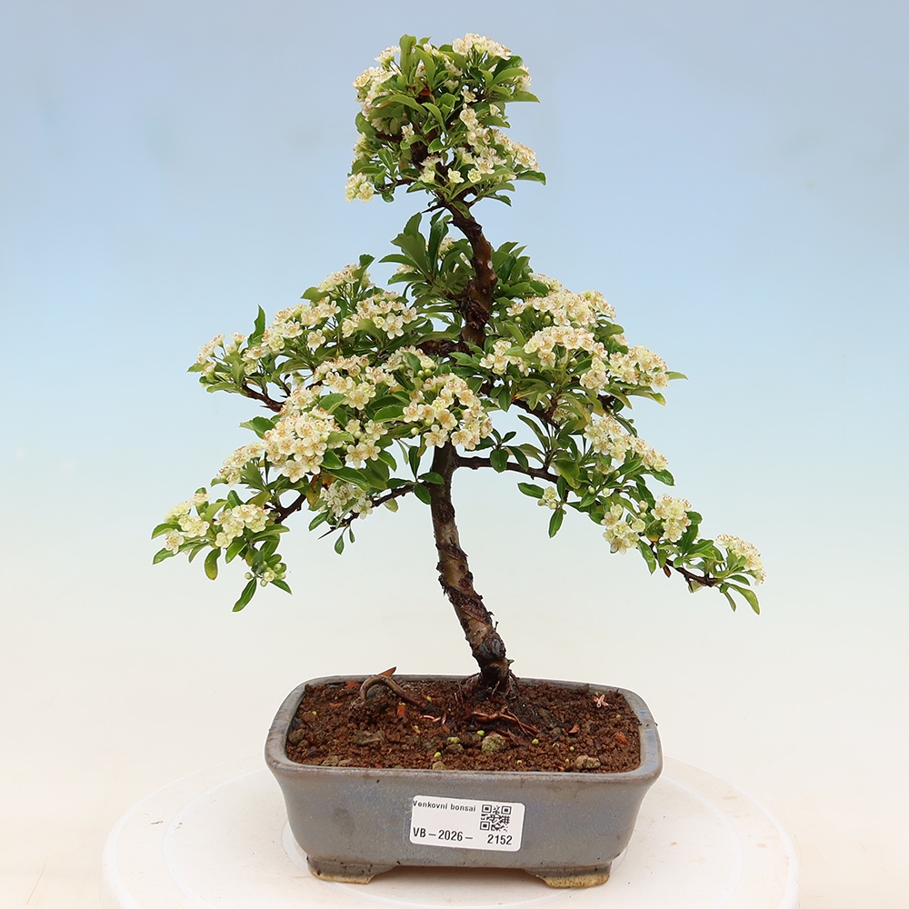 Bonsai da esterno - Pyracantha teton - Pyracantha scarlatta