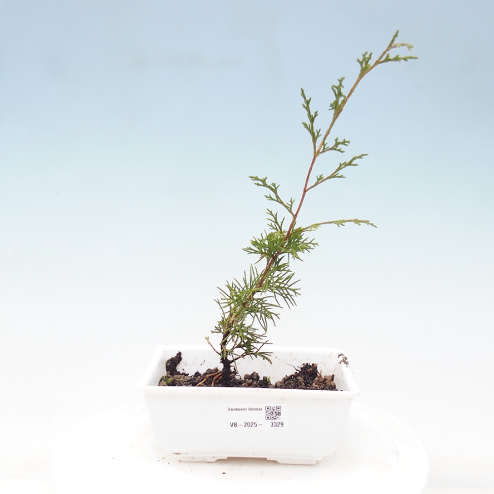 Bonsai da esterno - Juniperus chinensis Itoigawa