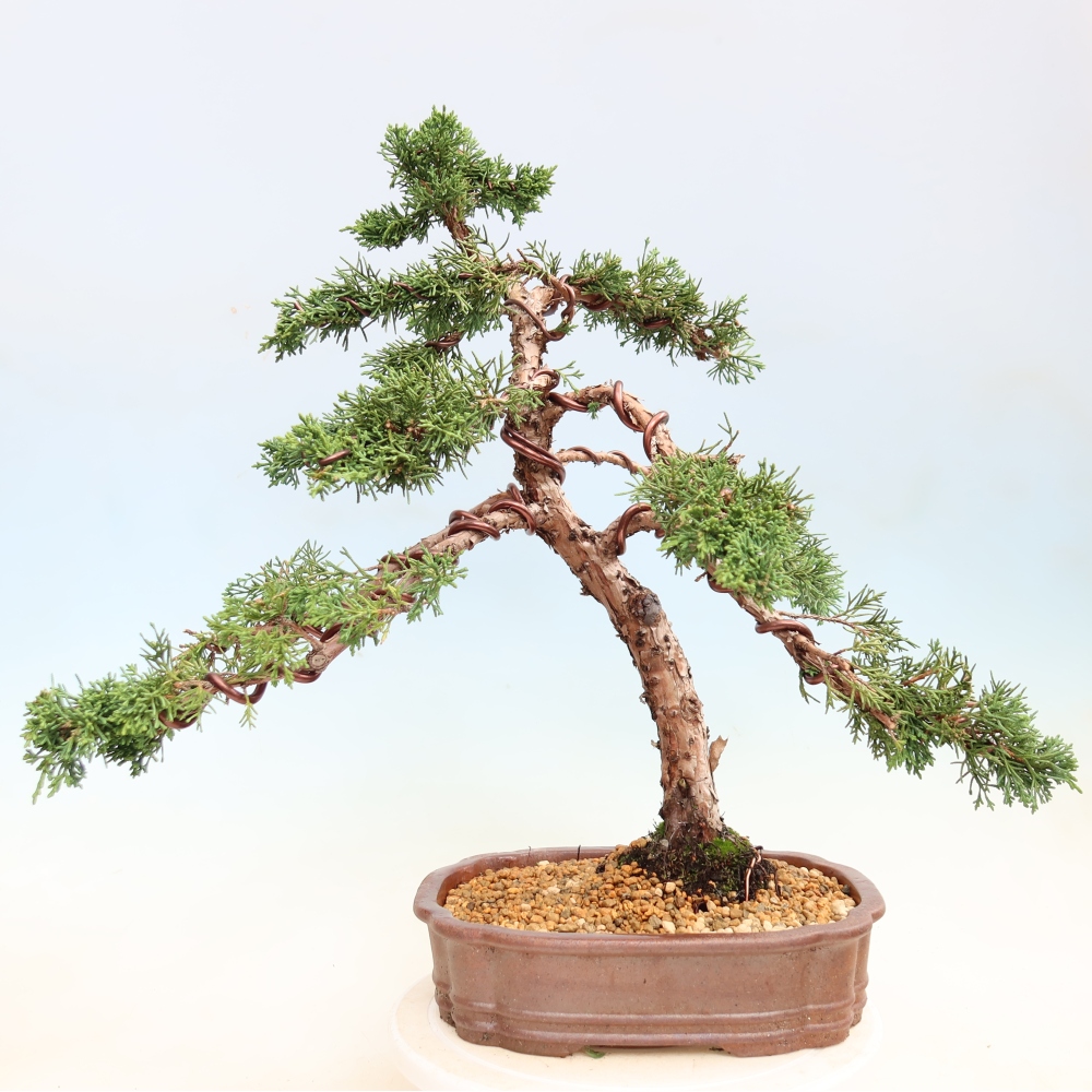 Bonsai da esterno - Juniperus chinensis Kishu