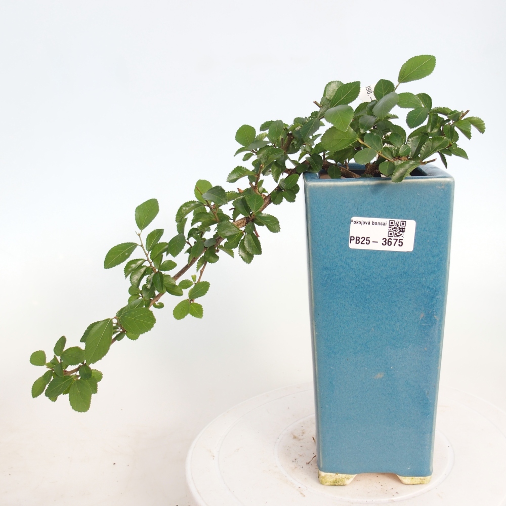 Bonsai da interno - Grewia occidentalis - Stella marina della lavanda